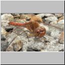 Sympetrum striolatum - Grosse Heidelibelle m13.jpg